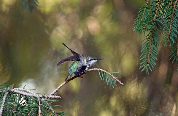 Do A Little Dance by Deb Oppermann